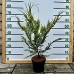 Cypruštek Lawsonov (Chamaecyparis lawsoniana)  ´STEWARTII´ výška 60-90 cm, kont. C3L